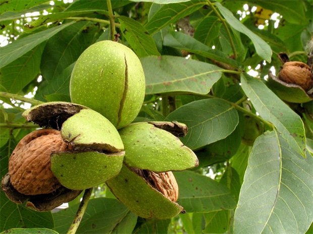 На большом дереве грецкого ореха висят созревшие треснувшие плоды