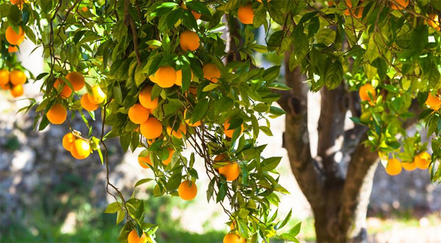 На солнечной улице растет апельсиновое дерево со множеством спелых плодов