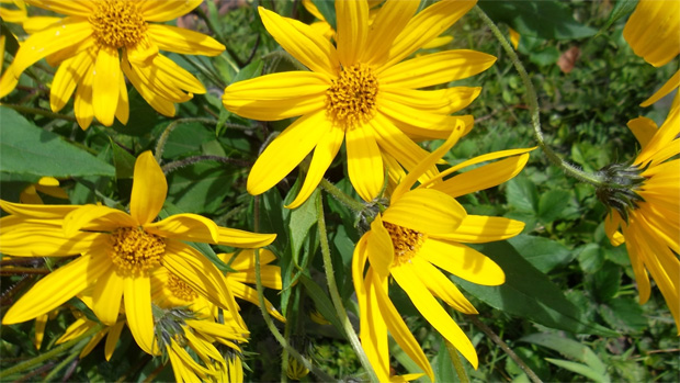 Поле с желтыми цветками распустившегося топинамбура