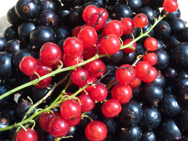 Собранная свежая черная и красная смородина в гроздьях