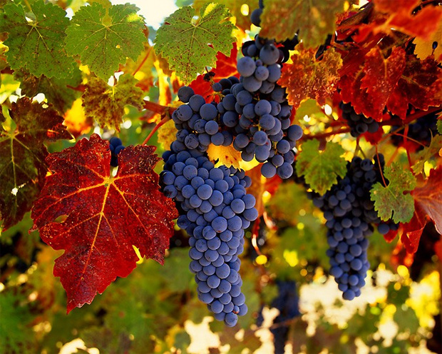 Осенним солнечным днем дозревает виноград на кусте с разноцветными листьями