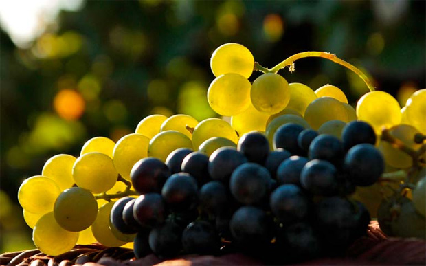 На столе лежат гроздья сочного винограда белого и черного сортов