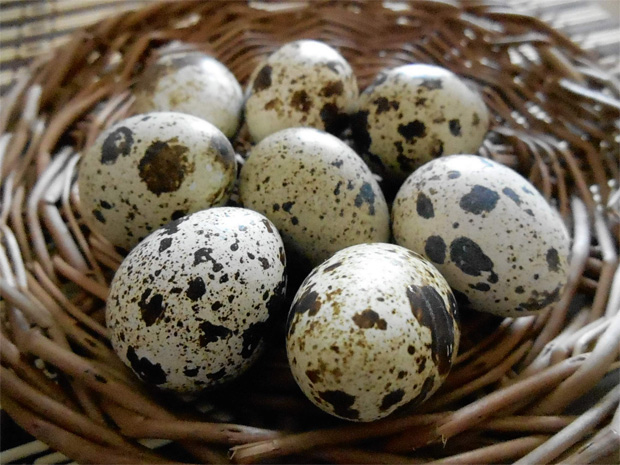 В плетеной коричневой вазочке лежит несколько перепелиных яиц