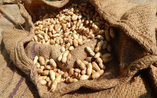 В большом тканном мешке лежит урожай собранного арахиса