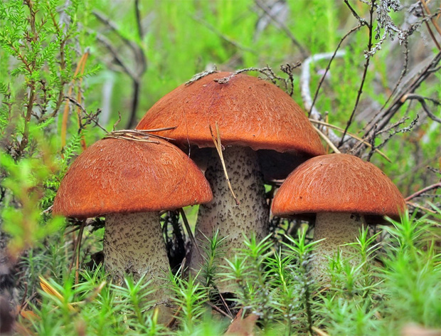 В смешанном лесу на грибной поляне растут три красивых подосиновика