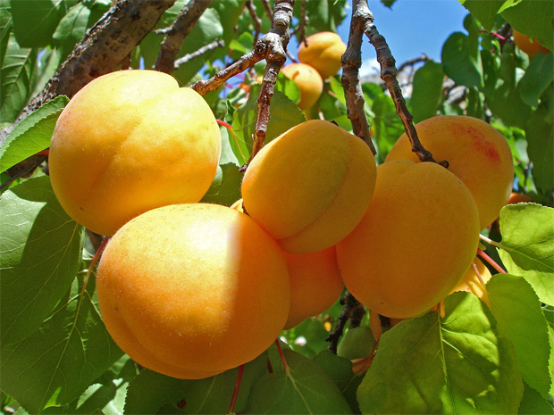 На ветке абрикосового дерева зреют несколько плодов