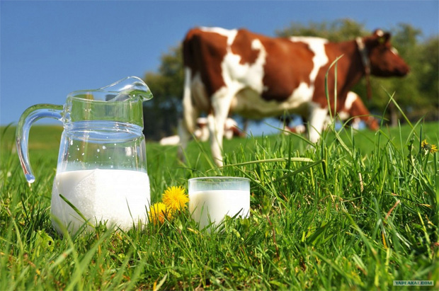 На лугу на фоне рыжей коровы стоит графин и стакан с коровьим молоком