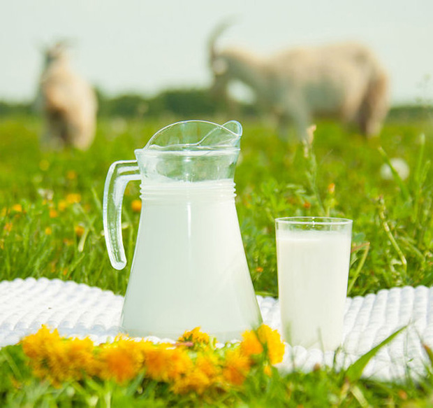 На лугу на фоне пасущихся коз стоит графин и стакан с козьем молоком