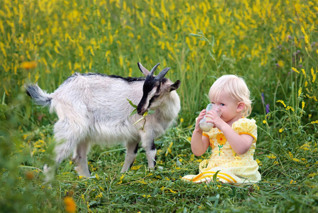 Маленькая девочка в желтом платье сидит на лугу рядом с козой и пьет молоко