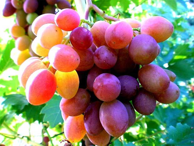 Солнечным днем на ветке зреет сладкий виноград с прозрачной оболочкой
