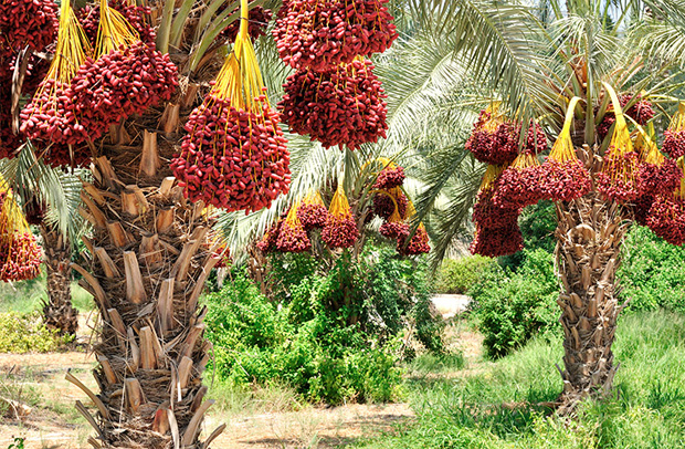 На плантации с финиковыми пальмами выращивают урожай