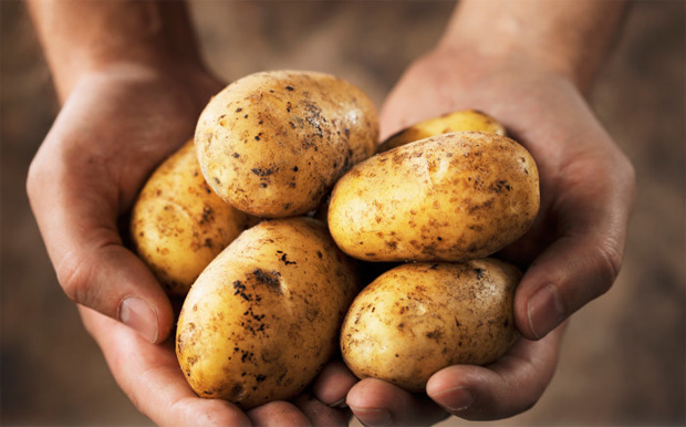 Мужчина в руках держит несколько клубней молодого картофеля