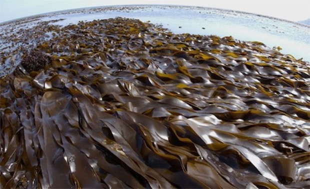 Большой слой морской капусты в свободных водах соленого моря