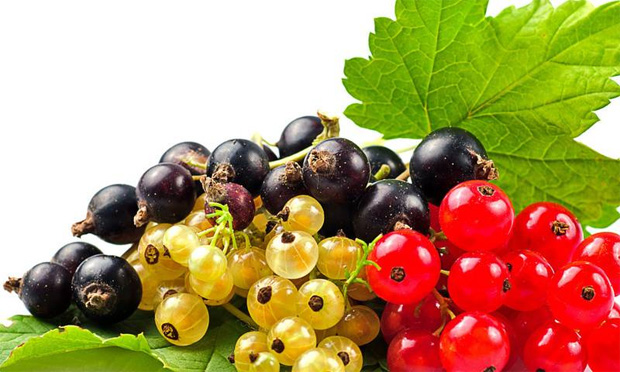 На столе лежат спелые гроздья красной, белой и черной смородины