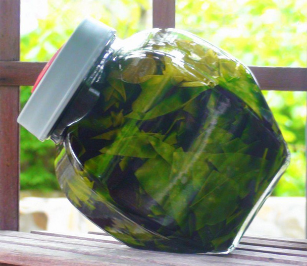 На фоне летнего окна стоит бутыль с водной настойкой листьев грецкого ореха